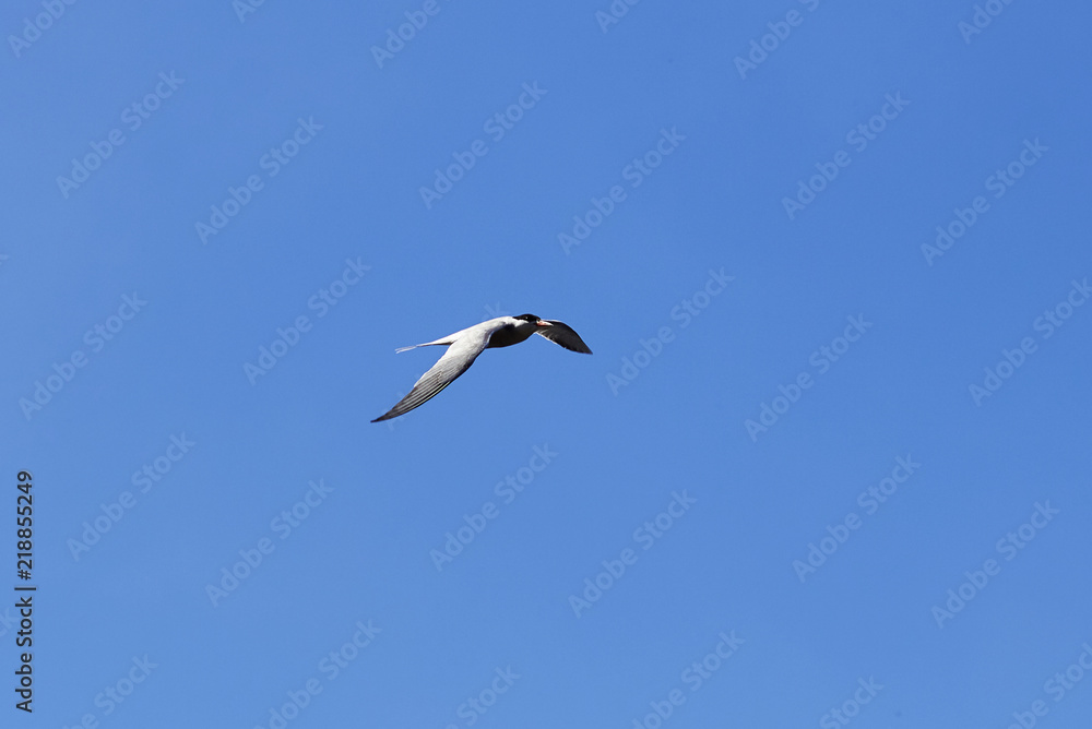 Seagull in the sky. The bird flies in the sky. A sea bird a seagull is flying across the sky. Photo of a bird in flight. Seagull in the sky. The bird flies in the sky. A sea bird a seagull is flying across the sky. Photo of a bird in flight.