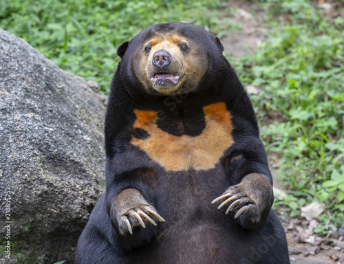 Malayan sun bear