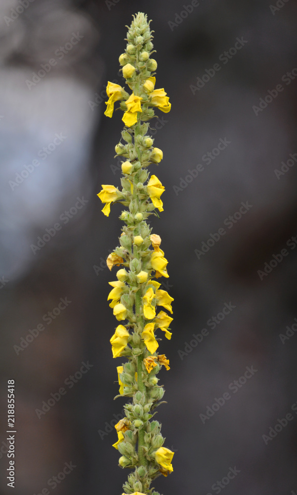 Flowering of medical plant of mullein Flowering of medical plant of mullein