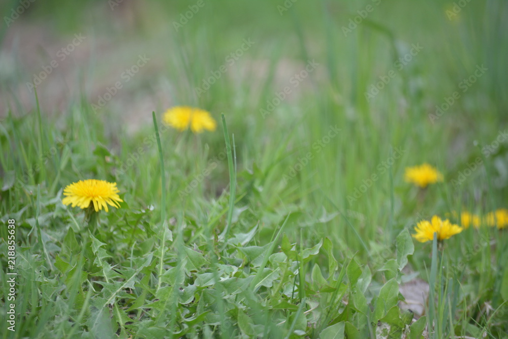 Flowering of spring meadow flowers Flowering of spring meadow flowers