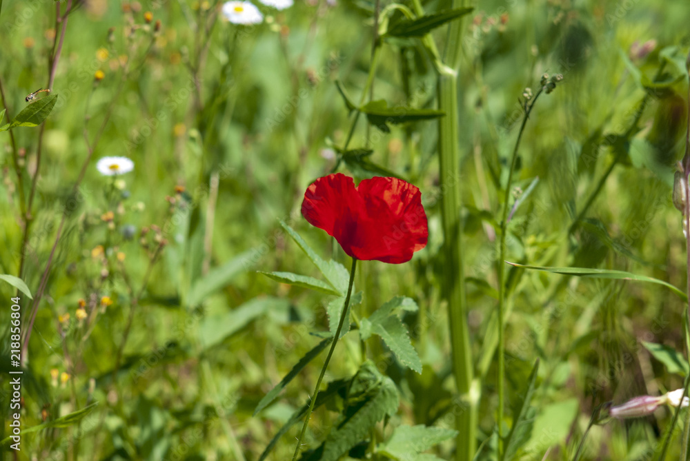 beautiful flowers red poppy in the summer grass beautiful flowers red poppy in the summer grass