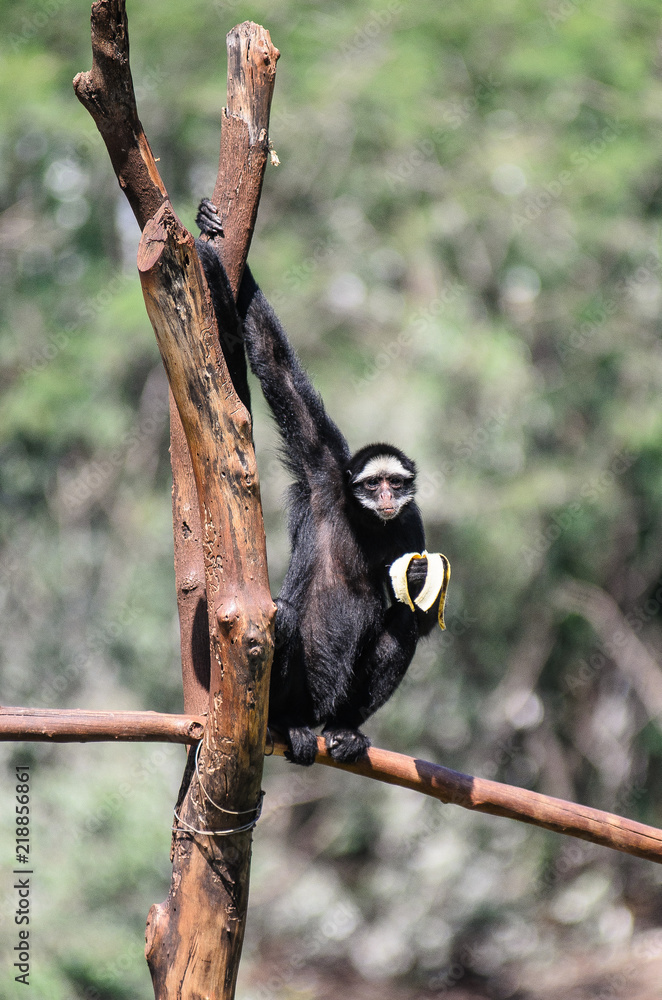 macaco aranha Stock Photo