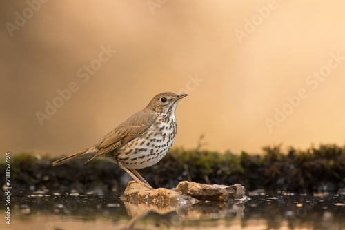 Fotografie, Obraz Song thrush standing on a rock in a drinking-trough