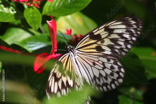 Magnifique papillon pos   sur feuille