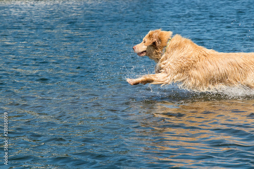 dog lunging into the water