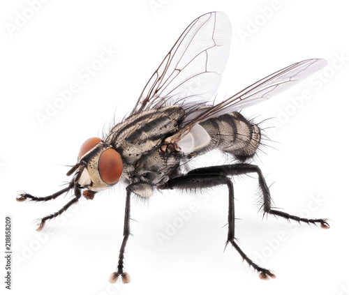 A macro shot of fly isolated on white background. Back view of house fly insect