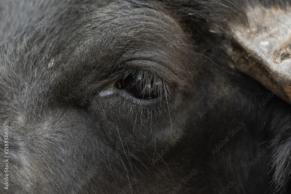 Eye of a water buffalo