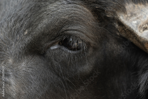 Eye of a water buffalo © STORM INSIDE PHOTO