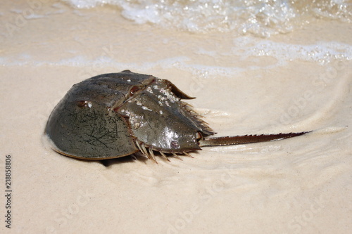 Limule ou « crabe fer à cheval » sur le sable