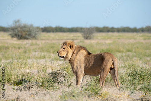 Old thin male lion standing in grass land and growling, Etosha National Park, Namibia