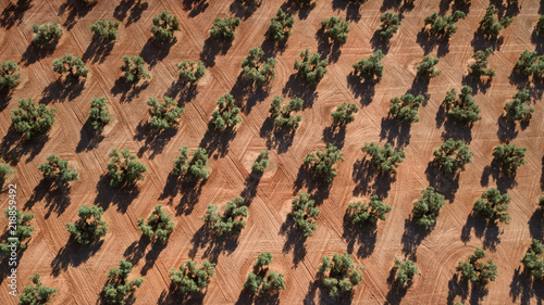 aerial view of olive trees in Andalusia