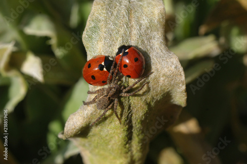 A spider can't catch two ladybugs staying close to each other (protected by their body armor shields) as a symbol for friendship and partnership, family and marriage