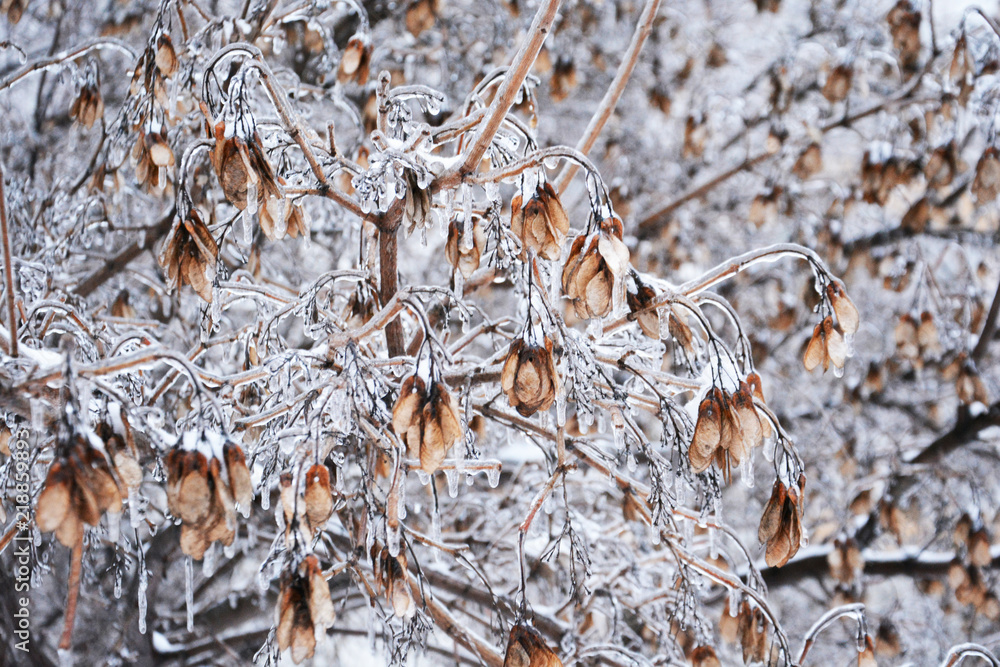 winter, cold, freezing, nature, natural, tree, snow, branch, frost, ice, frozen, white, berry, plant, season, red, bush, autumn, macro, forest, branches, berries, closeup, hoarfrost, sky, outdoors winter, cold, freezing, nature, natural, tree, snow, branch, frost, ice, frozen, white, berry, plant, season, red, bush, autumn, macro, forest, branches, berries, closeup, hoarfrost, sky, outdoors