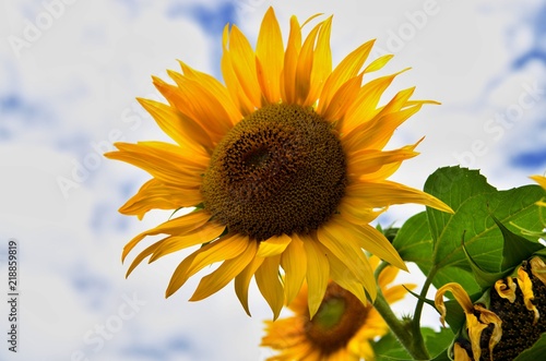 Fototapeta Naklejka Na Ścianę i Meble -  blooming sunflower in the background with blue sky