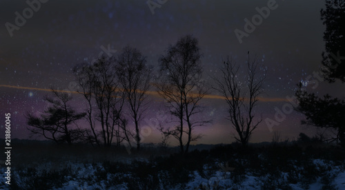 Long exposure picture of a starry night behind tree silhouettes