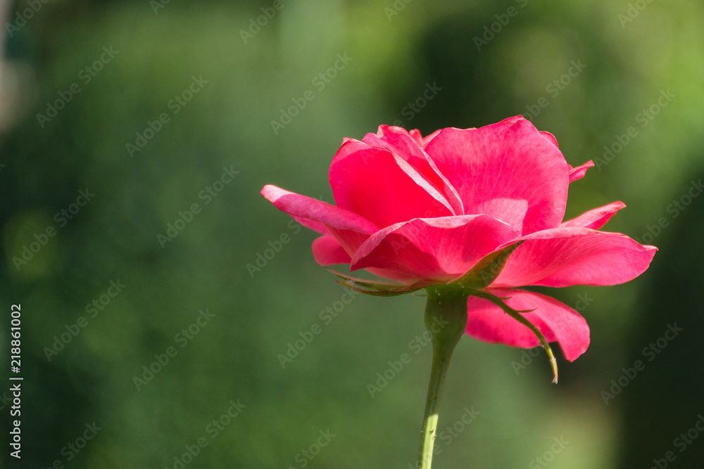 Beautiful red rose flower in park and blurred green background on sunny summer day. Close up, selective focus