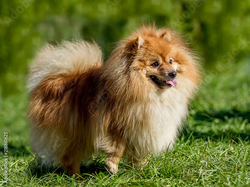 A dog breeds pomeranian posing for a photo on a background of green grass © Елизавета Мяловская