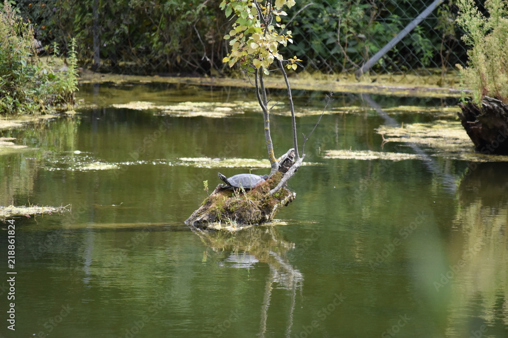 Fototapeta premium Seenlandschaft