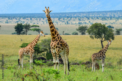 Giraffenherde mit drei Giraffen vor weiter Landschaft; Kidepo Valley National Park, Uganda photo