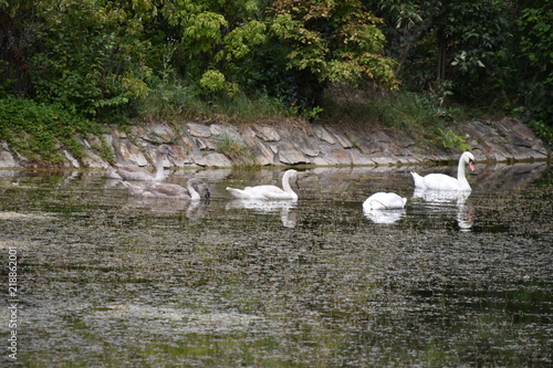 Schwäne an der Donau