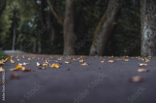 Moody Photo of the Road in a Park, Between Woods - Desaturated, Vintage Look photo