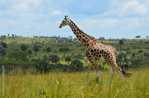 Giraffe läuft durch Buschland; Uganda