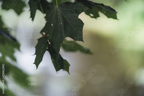 Moody Photo of the Leaves in a Park  - Desaturated, Vintage Look photo