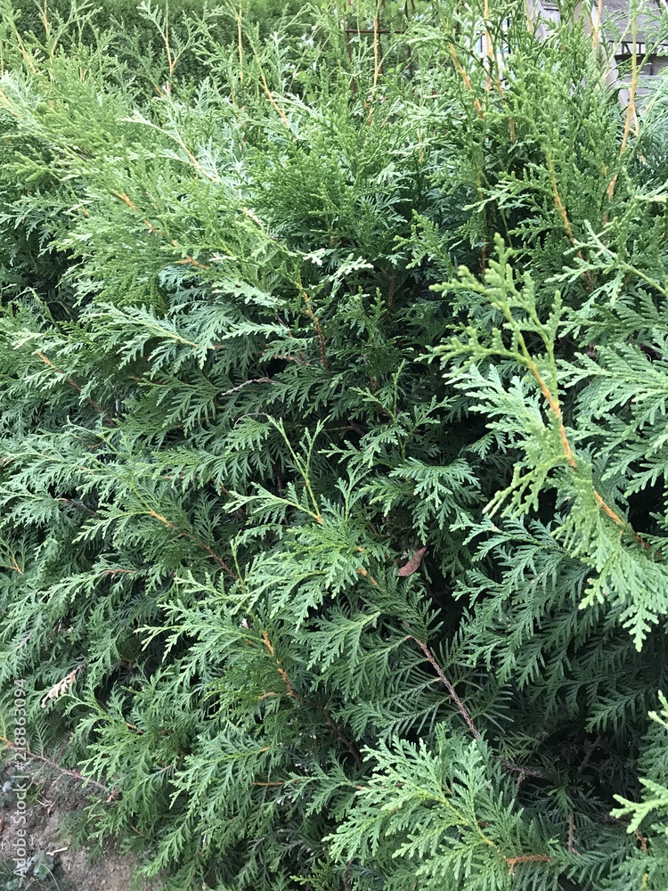 nature nature