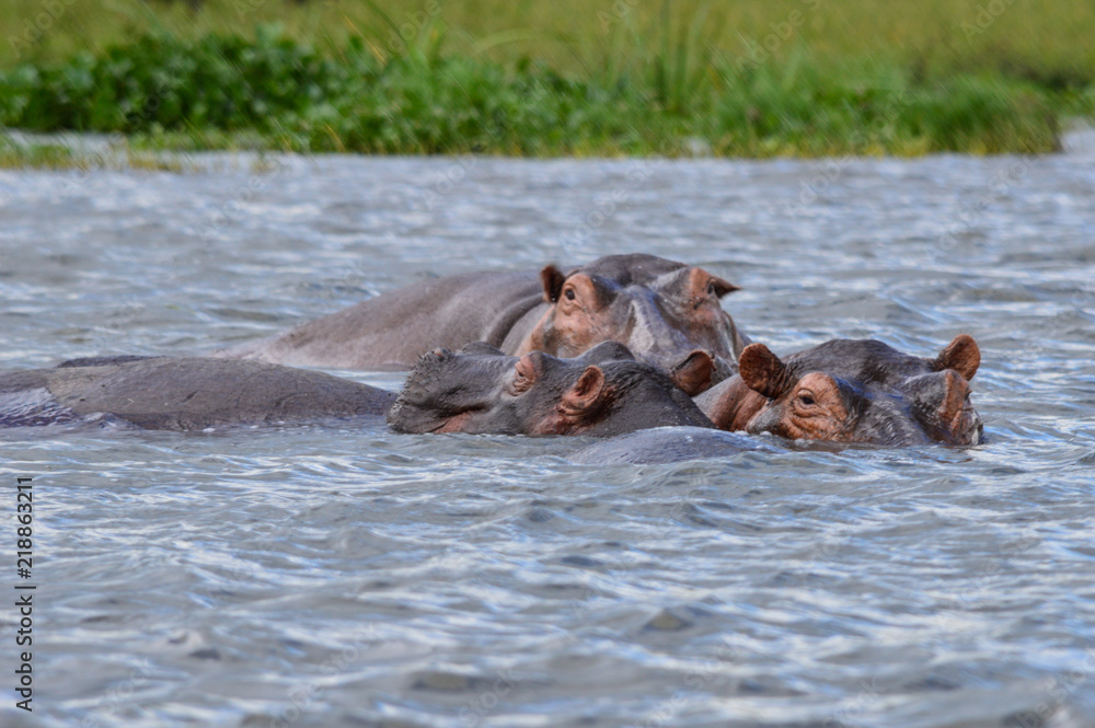 Herde von Flusspferden / Nilpferden im Wasser des Flusses Nil 2; Murchsion Falls National Park, Uganda