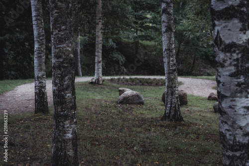 Moody Photo of the Road in a Park, Between Woods - Desaturated, Vintage Look photo