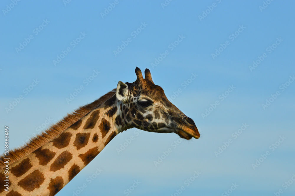 Giraffe Nahaufnahme; Hals und Kopf; close-up; Uganda Giraffe Nahaufnahme; Hals und Kopf; close-up; Uganda
