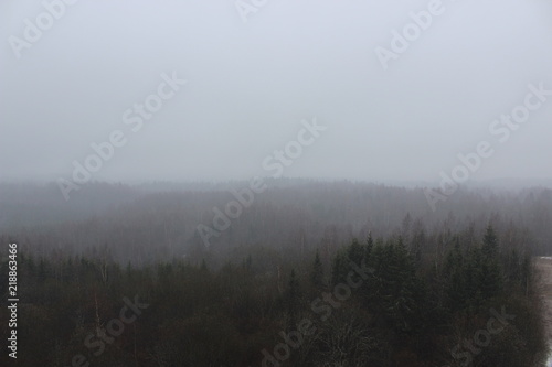 foggy forest in winter in estonia