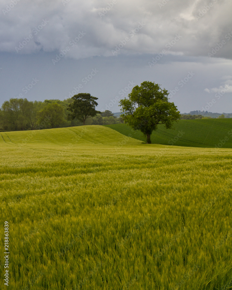 Single tree in a British field of yellow flowers and green grass- timeless English Countryside