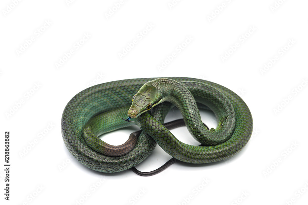 The red-tailed green ratsnake isolated on white background The red-tailed green ratsnake isolated on white background