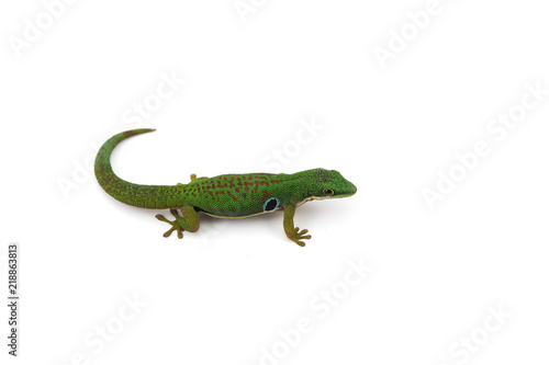 Madagascar gecko isolated on white background