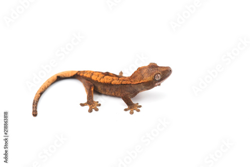 lizard gecko isolated on white background