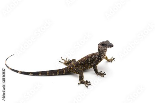 The black roughneck monitor lizard isolated on white backgrouns