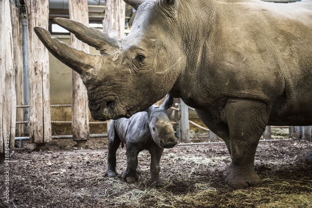 Obraz premium Rhino with newborn young in the Zoo
