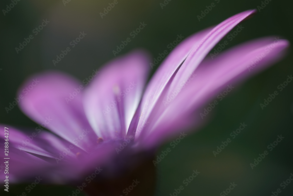 abstract purple flower