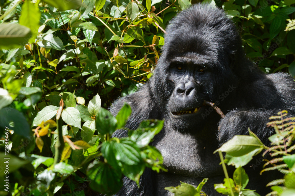 Obraz premium Silberrücken Berggorilla 3; Bwindi Forest Impenetrable Forest National Park, Uganda