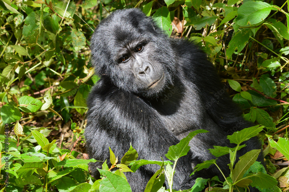 Obraz premium Berggorilla 2; Bwindi Forest Impenetrable Forest National Park, Uganda