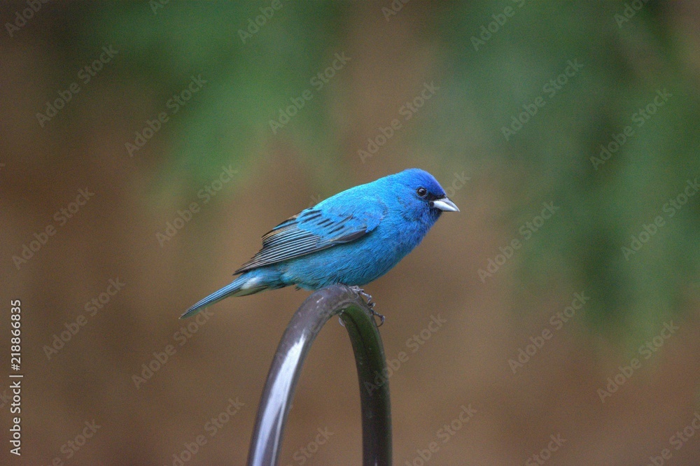 Indigo Bunting perched Indigo Bunting perched