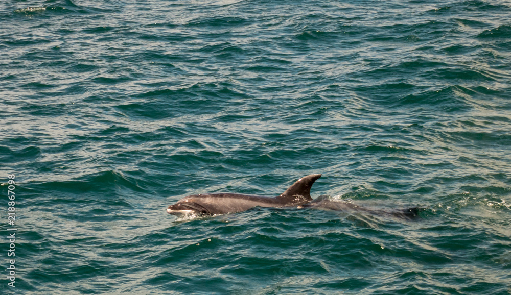 Naklejka premium Dolphin