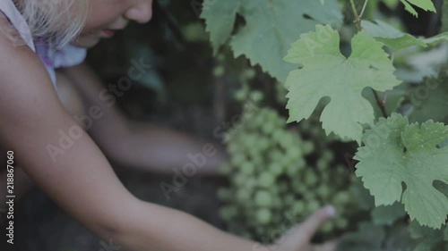 Adorable toddler girl picking grapes in a winefarm on a sunny day. fullhd slow motion video shooting by handheld gimbal photo