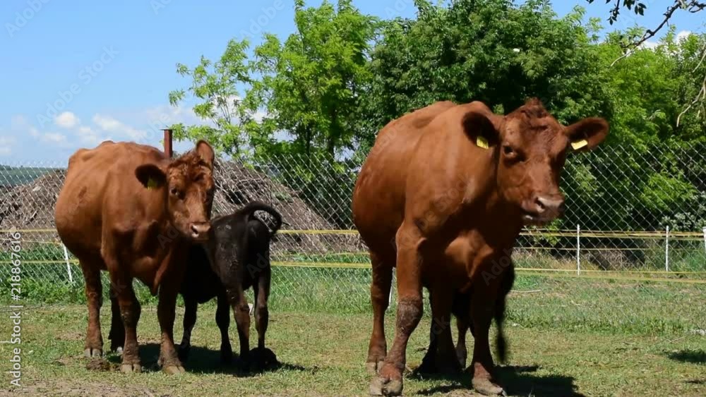 Two brown angus cows feed their calves Two brown angus cows feed their calves