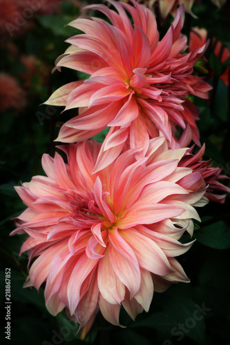 Fototapeta Naklejka Na Ścianę i Meble -  Dahlia decorative Close-up Asteraceae