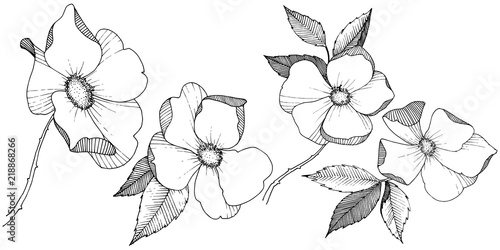Wild rose in a vector style isolated. Full name of the plant: rose. Vector flower for background, texture, wrapper pattern, frame or border.