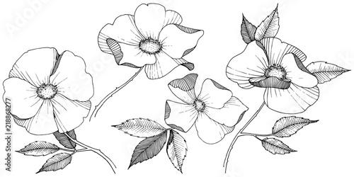 Wild rose in a vector style isolated. Full name of the plant: rose. Vector flower for background, texture, wrapper pattern, frame or border.
