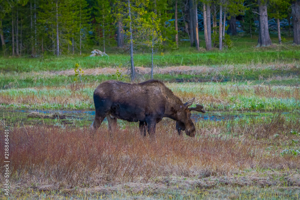 Cow moose munching on willows in Yellowstone National Park, Wyoming Cow moose munching on willows in Yellowstone National Park, Wyoming