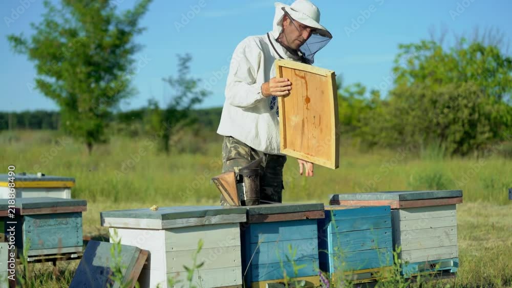 Beekeeper is working with bees and beehives on the apiary. Frames of a bee hive. Beekeeper at work. Apiculture Beekeeper is working with bees and beehives on the apiary. Frames of a bee hive. Beekeeper at work. Apiculture